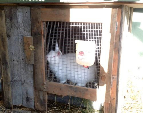 Best ideas about DIY Outdoor Rabbit Cage
. Save or Pin 12 Free Rabbit Hutch Plans and Designs Now.
