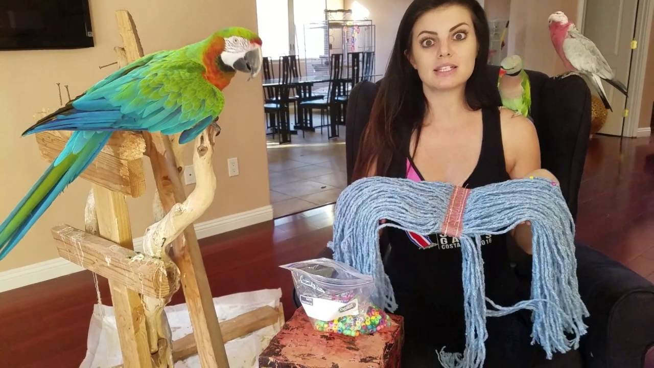 Best ideas about DIY Parrot Toys
. Save or Pin A great DIY toy for you parrots Now.