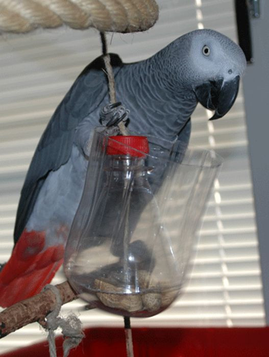 Best ideas about DIY Parrot Toys
. Save or Pin 249 best images about DIY for my rats on Pinterest Now.