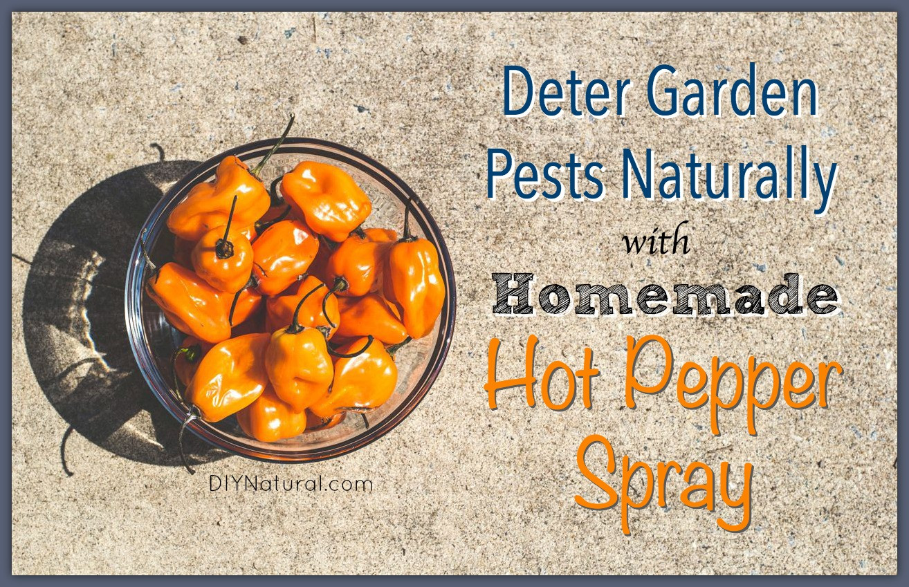 Best ideas about DIY Pepper Spray
. Save or Pin Homemade Garden Bug Spray Natural Hot Pepper Solution Now.