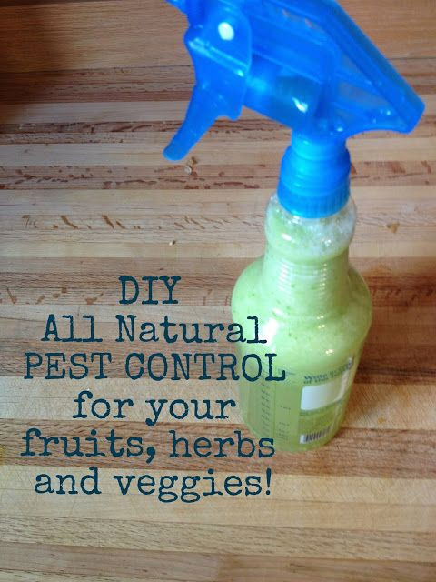 Best ideas about DIY Pest Control
. Save or Pin 17 Best images about HEALTH on Pinterest Now.