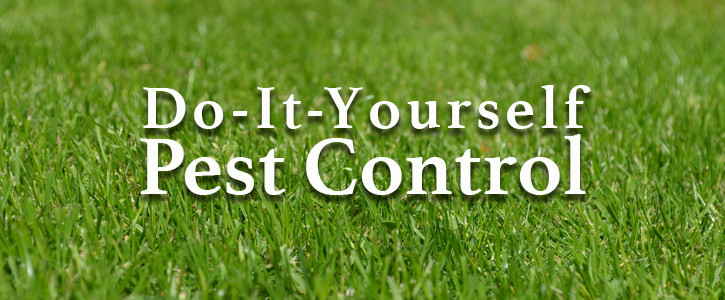 Best ideas about DIY Pest Control
. Save or Pin The Best Do It Yourself Pest Control Option Now.