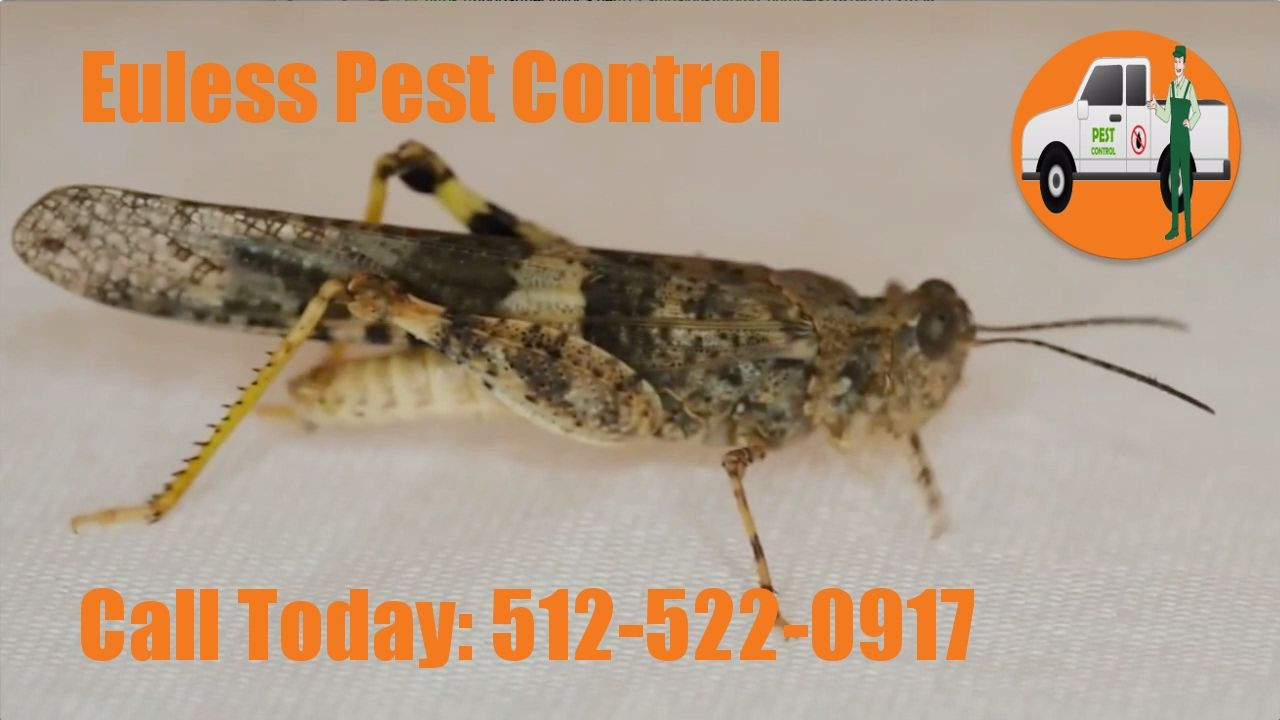 Best ideas about DIY Pest Control Near Me
. Save or Pin 24 Hour Pest Control Euless TX Termite Inspection Now.