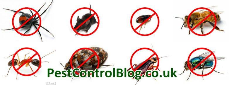 Best ideas about DIY Pest Control Near Me
. Save or Pin Taexx pest control do it yourself How to do Pest Control Now.