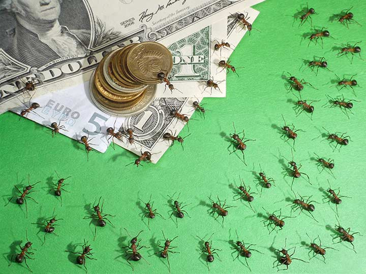Best ideas about DIY Pest Control Near Me
. Save or Pin Pest Control Cost DeKalb & Chicagoland pest control cost Now.