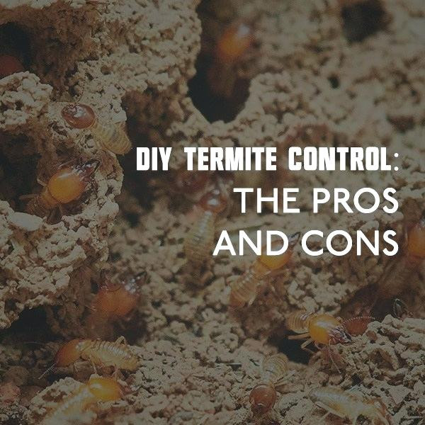 Best ideas about DIY Pest Control Near Me
. Save or Pin Useful Home Reme s To Get Rid Termites Do It Yourself Now.