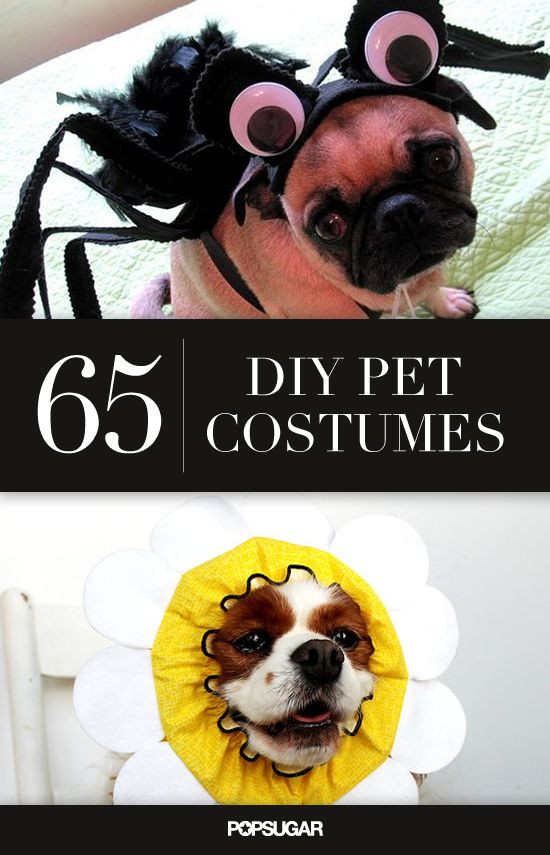 Best ideas about DIY Pet Costumes
. Save or Pin 65 Pet Costumes to DIY on the Cheap Now.