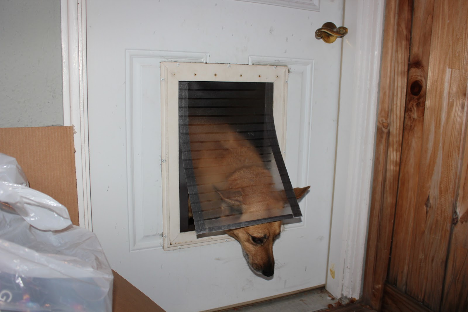 Best ideas about DIY Pet Door
. Save or Pin Content Provider Homemade magnetic dog flap nirvana Now.