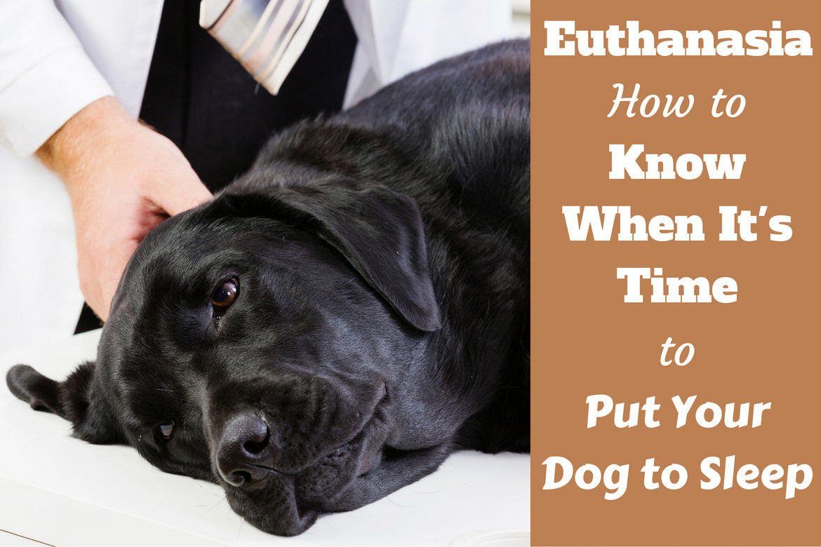 Best ideas about DIY Pet Euthanasia At Home
. Save or Pin How To Euthanize A Dog At Home Yourself Homemade Ftempo Now.