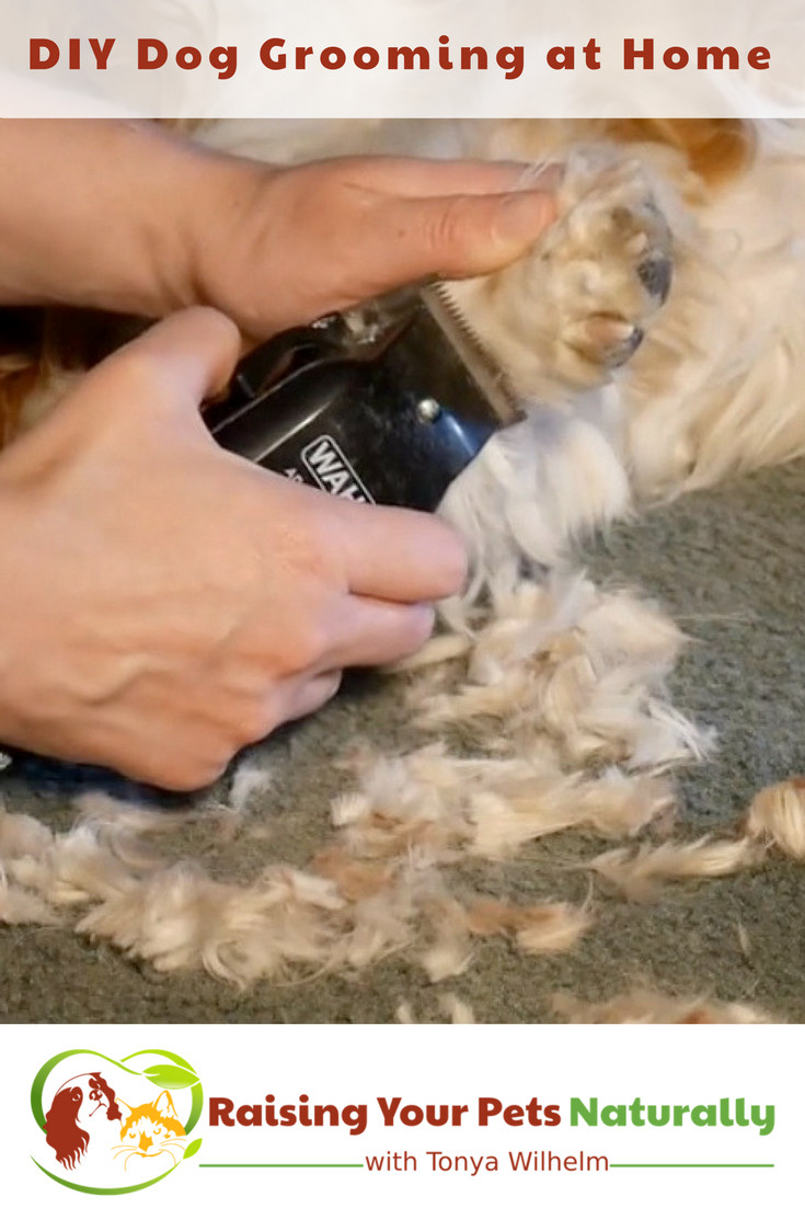 Best ideas about DIY Pet Grooming
. Save or Pin DIY Dog Grooming at Home Now.