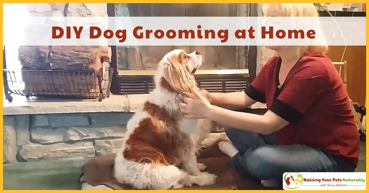 Best ideas about DIY Pet Grooming
. Save or Pin DIY Dog Grooming at Home Now.