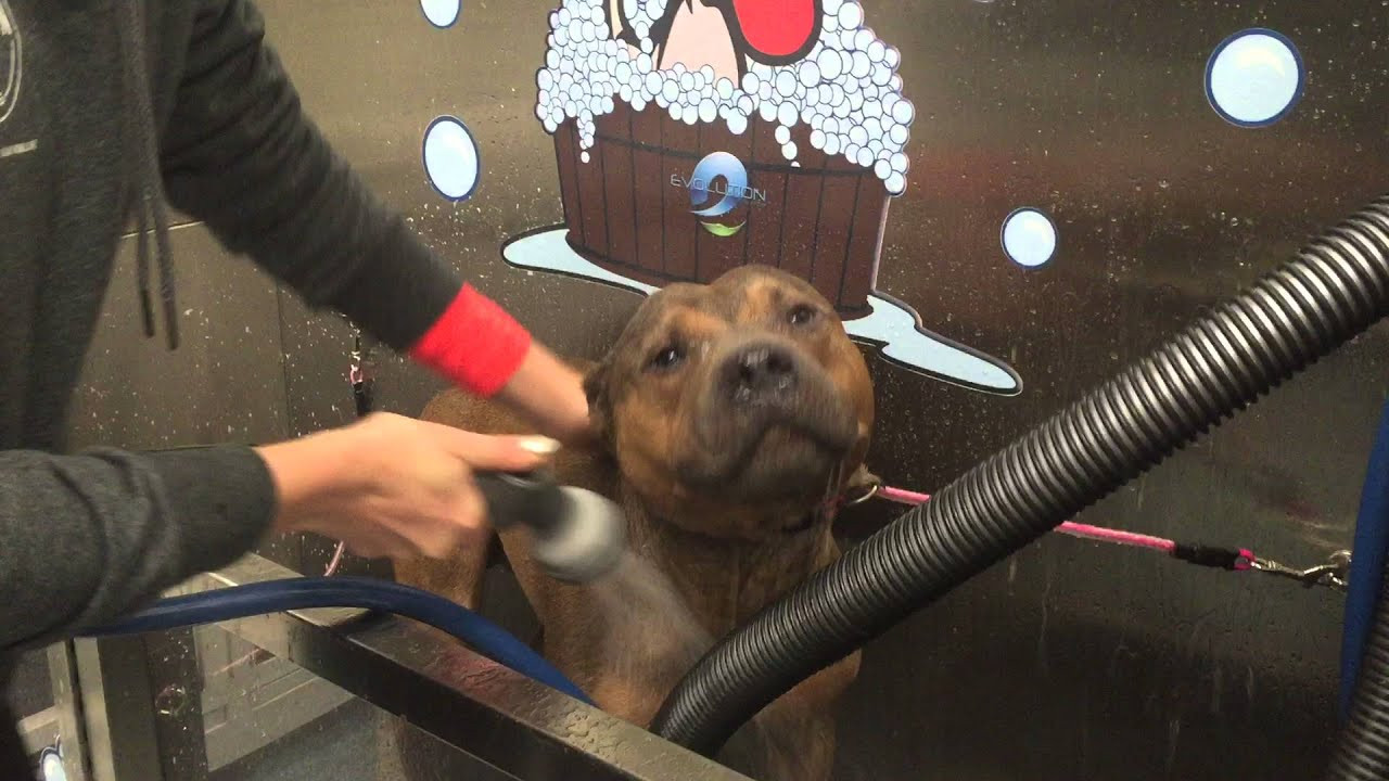 Best ideas about DIY Pet Grooming
. Save or Pin DIY Dog Wash at Brookline Dog Grooming & Pet Supplies Now.