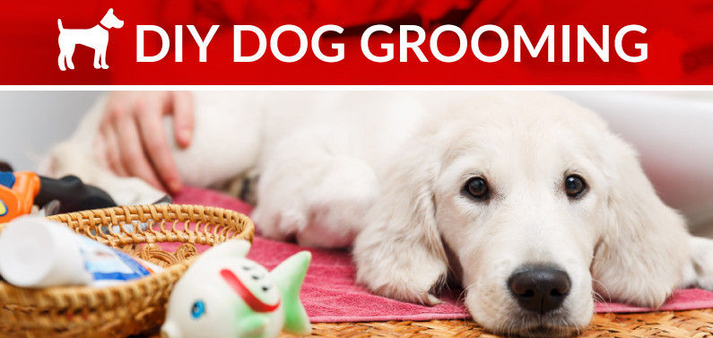 Best ideas about DIY Pet Grooming
. Save or Pin DIY Dog Grooming Now.