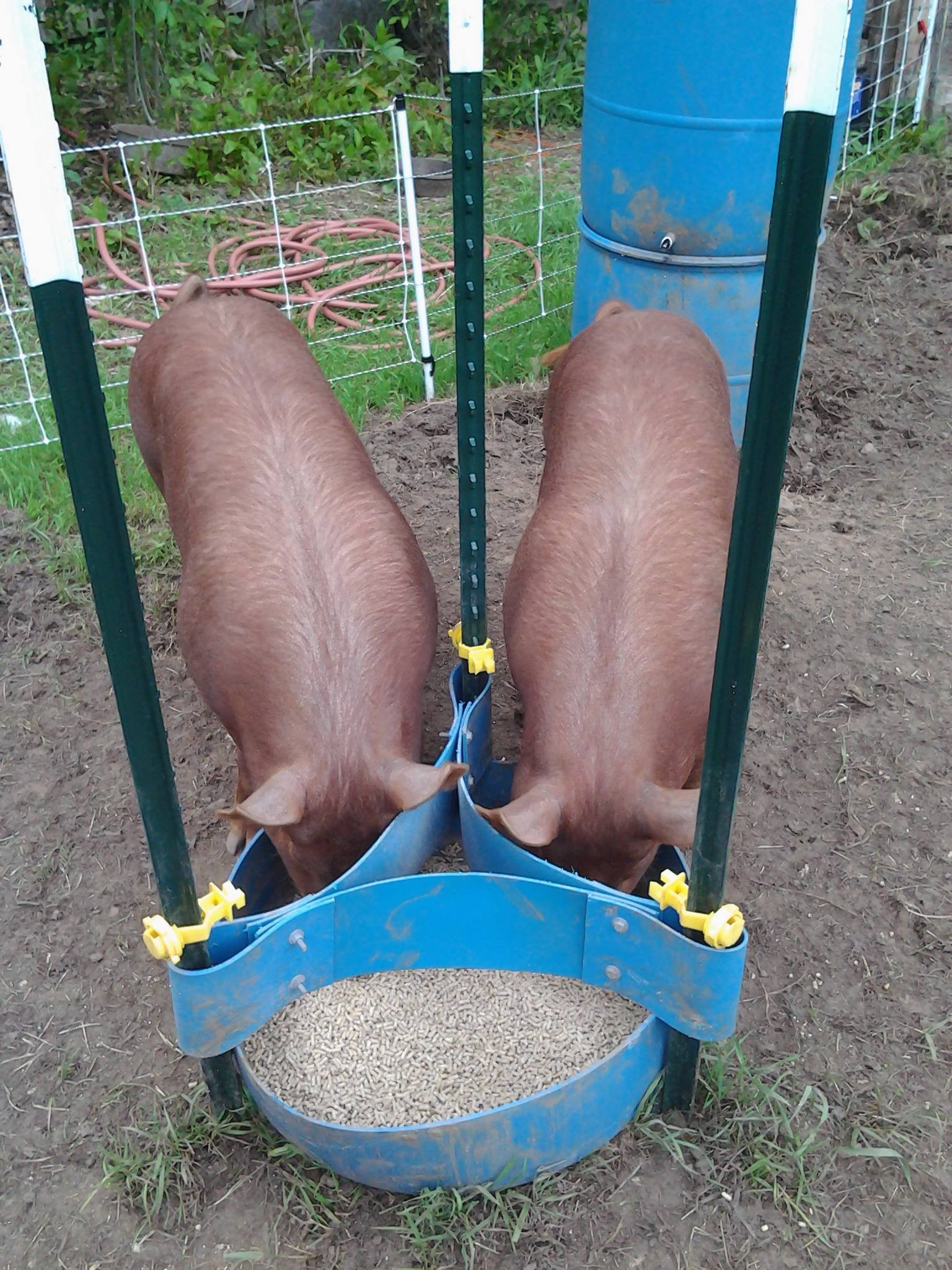 Best ideas about DIY Pig Feeder
. Save or Pin Movable pig feeders Now.