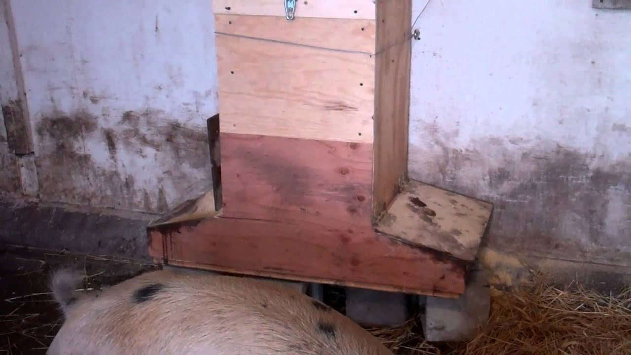 Best ideas about DIY Pig Feeder
. Save or Pin Homemade Pig Feeder Now.