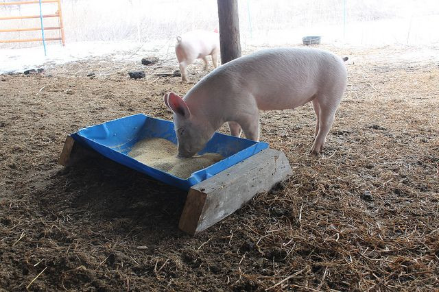Best ideas about DIY Pig Feeder
. Save or Pin A trough for the pigs Farm Plans Pinterest Now.