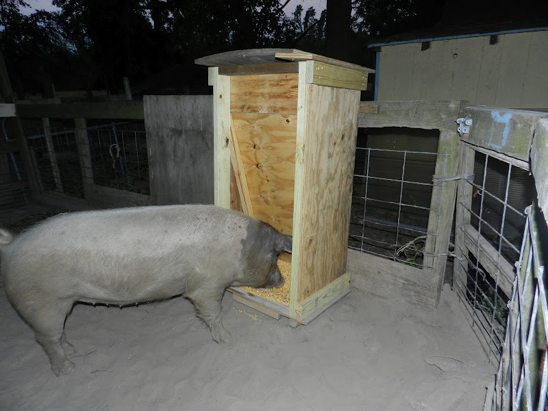 Best ideas about DIY Pig Feeder
. Save or Pin Pig Feeder Now.
