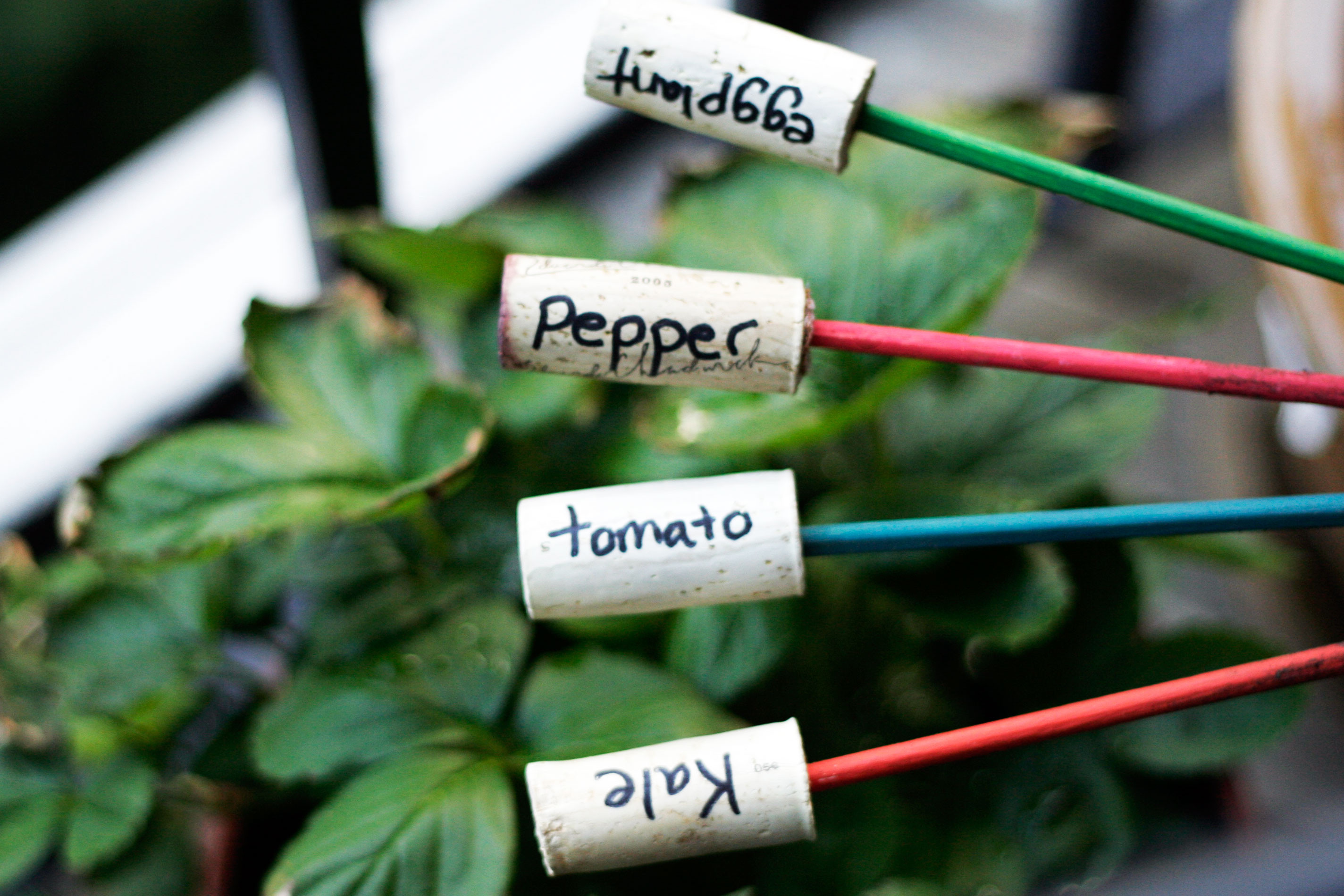 Best ideas about DIY Plant Markers
. Save or Pin DIY Plant Markers for you Garden Now.