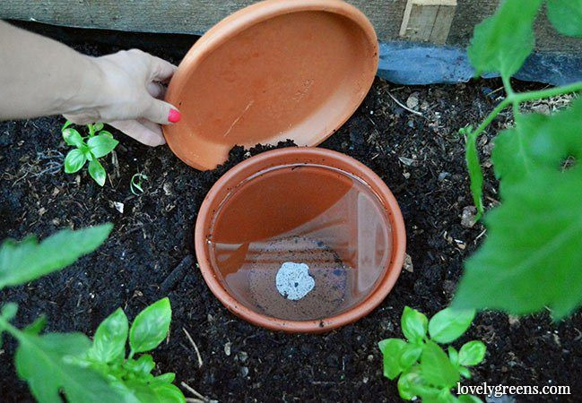 Best ideas about DIY Plant Waterer
. Save or Pin How to make DIY Ollas Low Tech Self Watering Systems for Now.