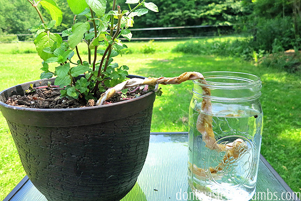 Best ideas about DIY Plant Waterer
. Save or Pin Vacation Proof Your Garden with These Easy DIY Methods Now.