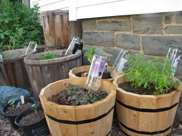 Best ideas about DIY Plant Waterer
. Save or Pin DIY Plant Watering Globes Frugal Upstate Now.