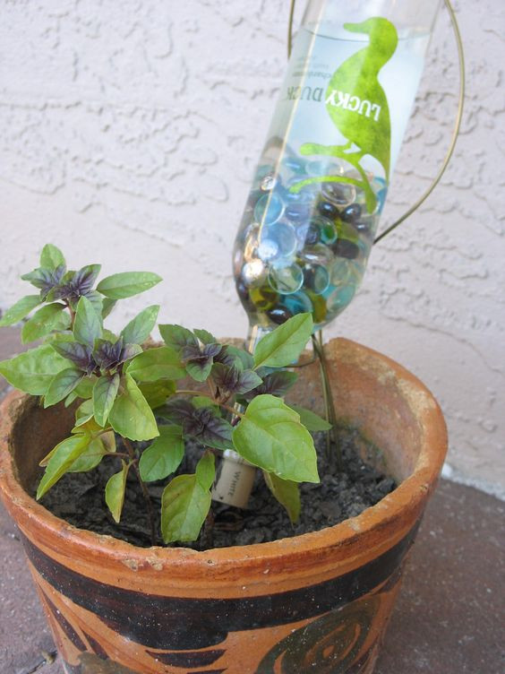 Best ideas about DIY Plant Waterer
. Save or Pin Another take on the DIY wine bottle waterer Now.