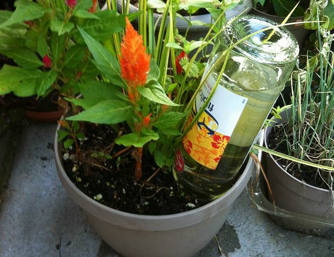 Best ideas about DIY Plant Waterer
. Save or Pin DIY Self Watering Planter Quick Tip Bob Vila Now.