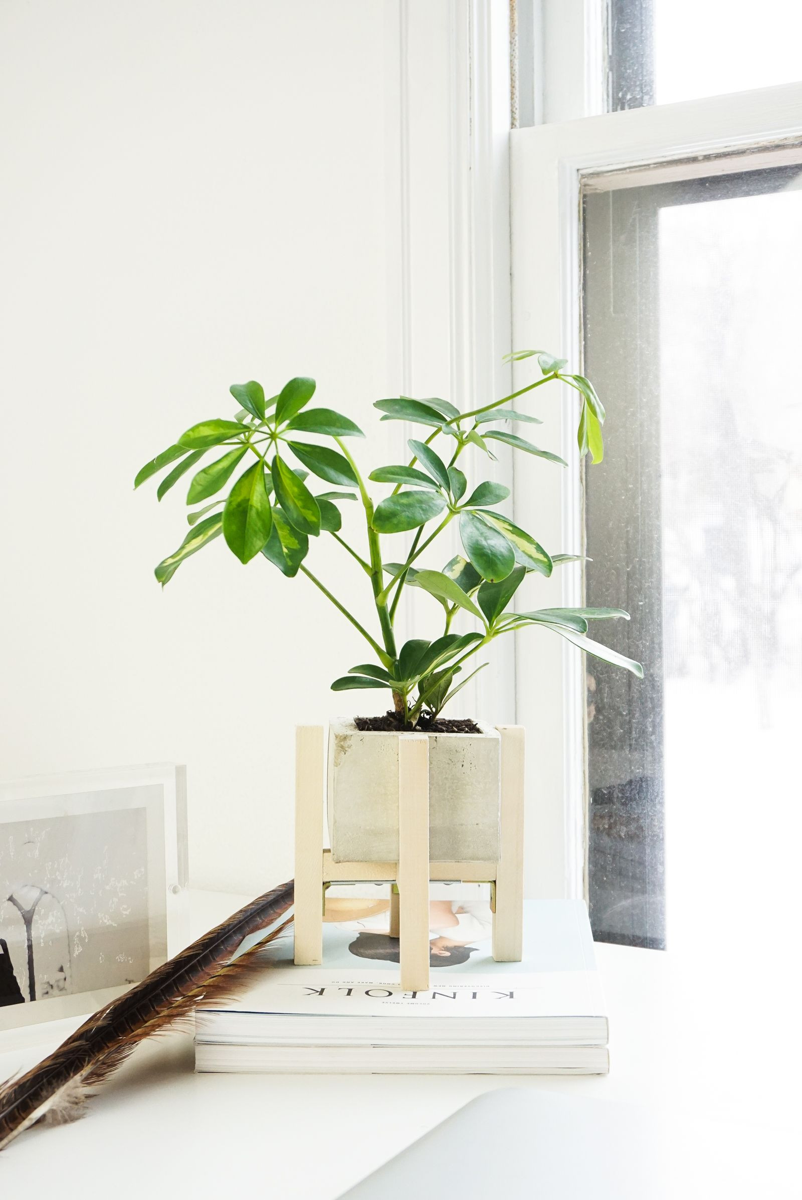 Best ideas about DIY Planter Stand
. Save or Pin DIY Concrete Wood Planter Stand Now.