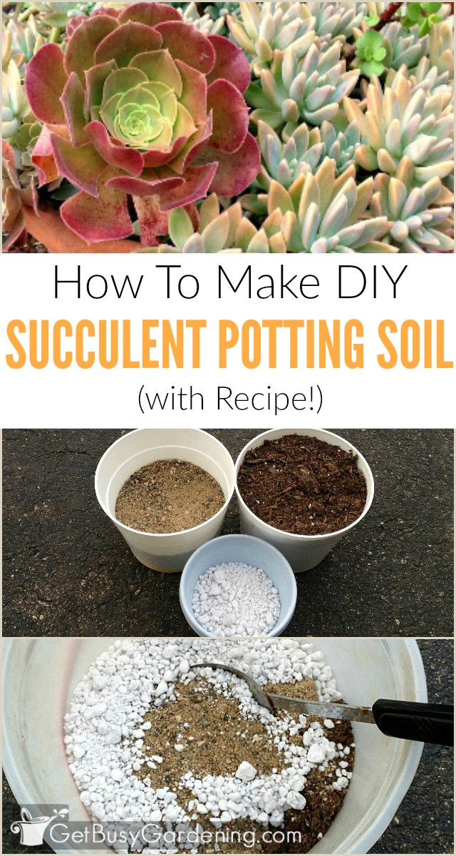 Best ideas about DIY Potting Soil
. Save or Pin DIY Succulent Potting Soil With Recipe Now.