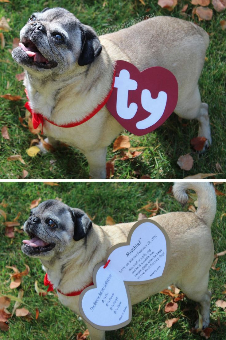 Best ideas about DIY Puppy Costume
. Save or Pin DIY Beanie Baby Pet Costume Tutorial and Template from Now.