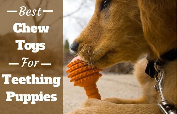 Best ideas about DIY Puppy Teething Toys
. Save or Pin Best Puppy Chew Toys for Teething Puppies Our Top Picks Now.