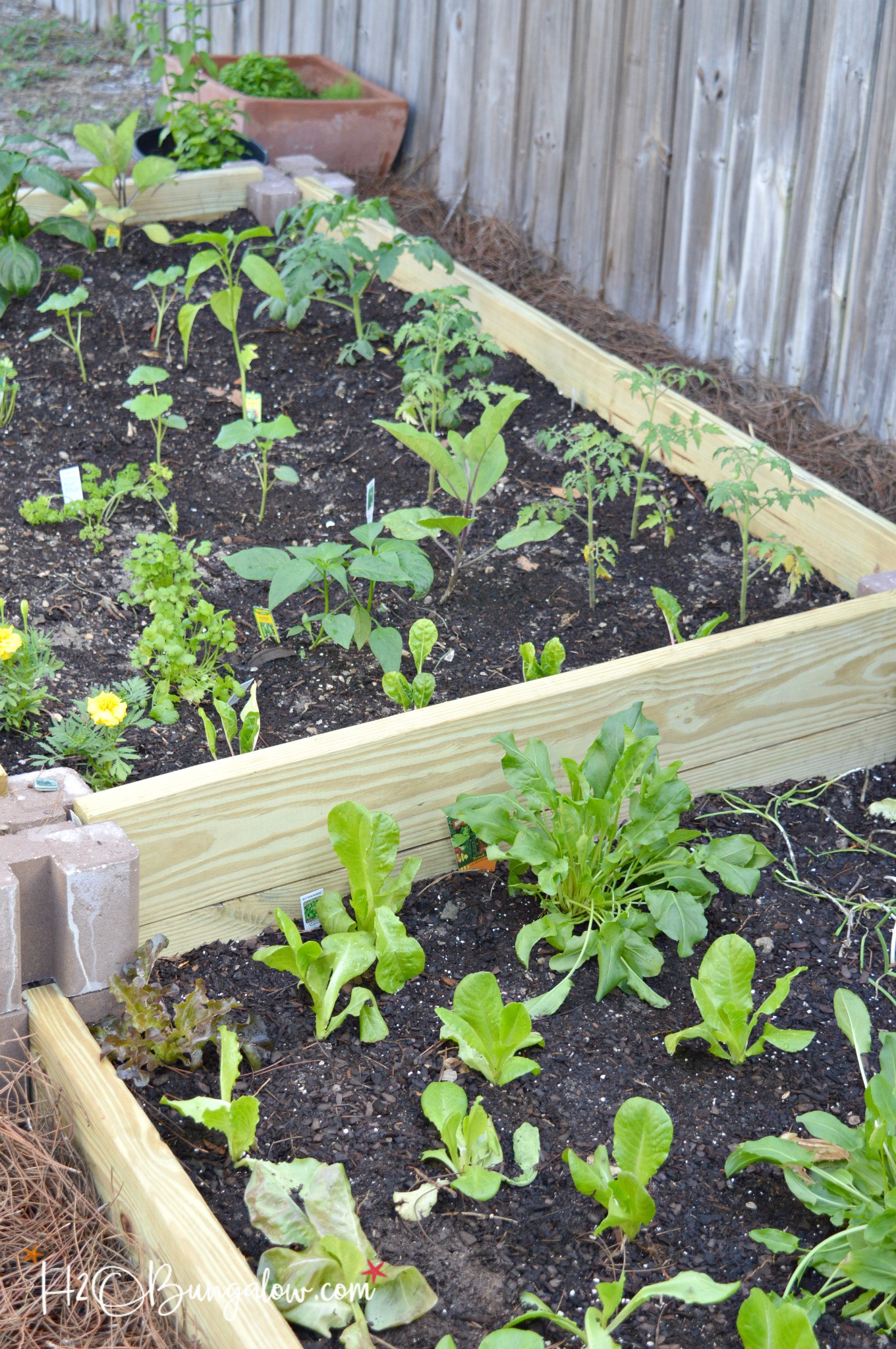 Best ideas about DIY Raised Vegetable Garden
. Save or Pin How To Build a Raised Ve able Garden Bed H2OBungalow Now.