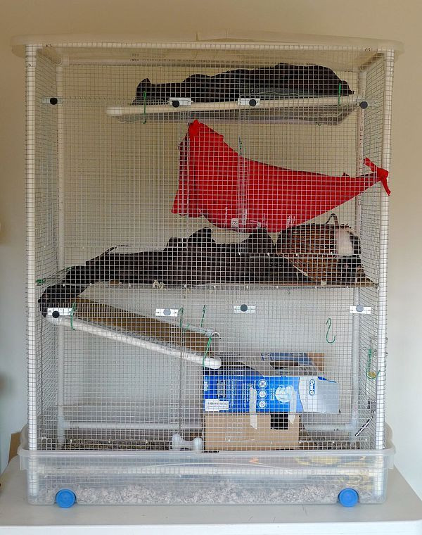 Best ideas about DIY Rat Cage
. Save or Pin PVC and wire rat cage DIY Rat a tat tat Now.