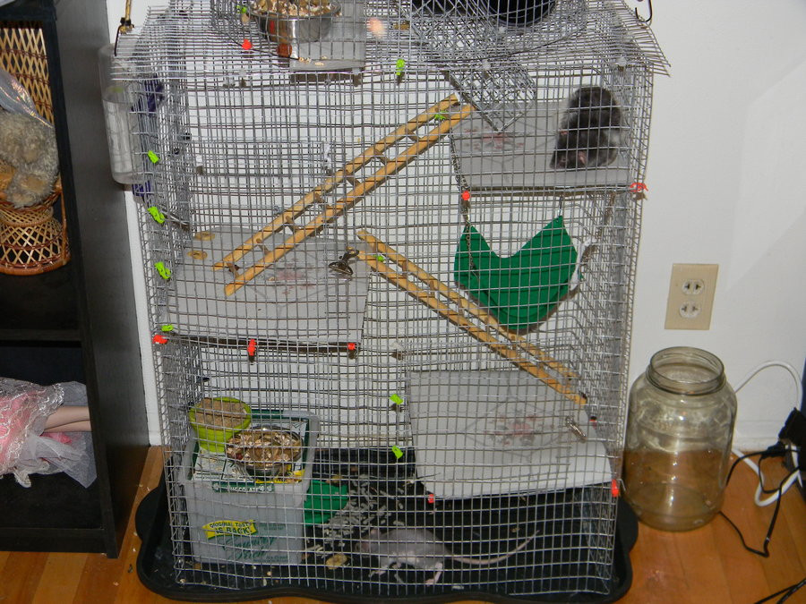 Best ideas about DIY Rat Cage
. Save or Pin Home built Cage Materials RATS Now.