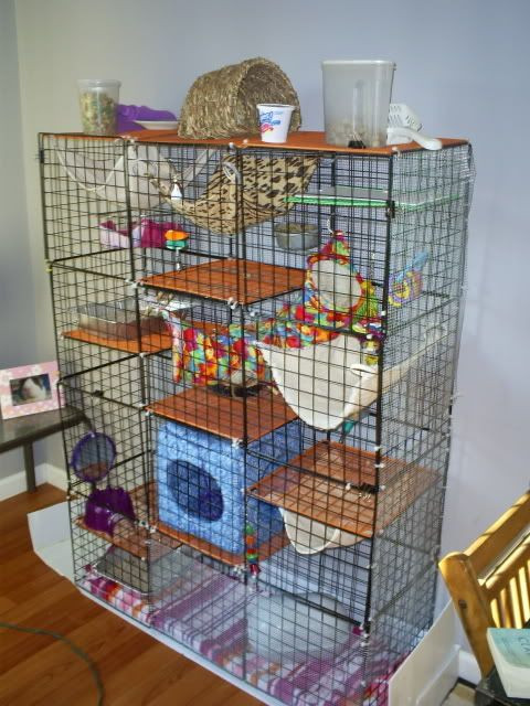 Best ideas about DIY Rat Cage
. Save or Pin Rats C&c cage and Rat cage on Pinterest Now.