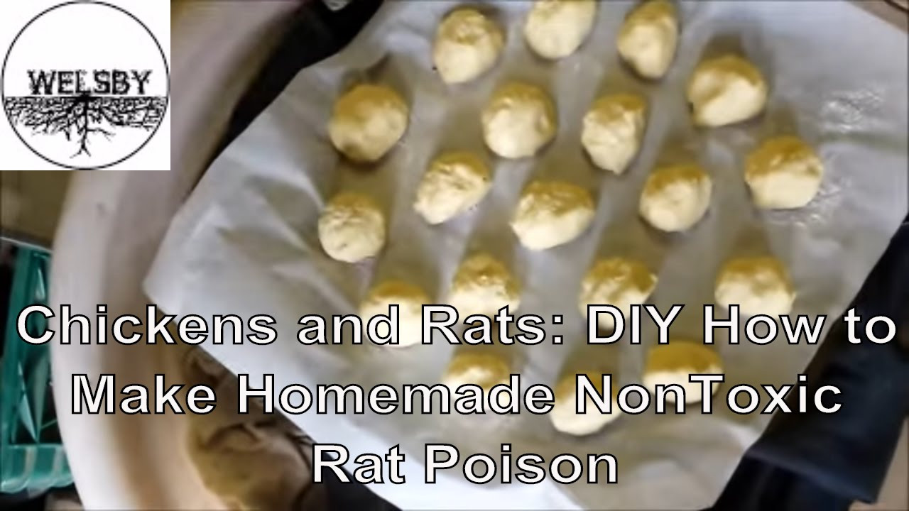 Best ideas about DIY Rat Poison
. Save or Pin Chickens and Rats DIY How to Make Homemade NonToxic Rat Now.
