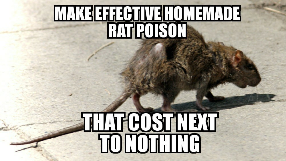 Best ideas about DIY Rat Poison
. Save or Pin Effective homemade rat poison that cost next to nothing Now.