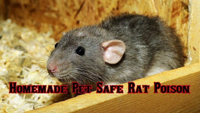 Best ideas about DIY Rat Poison
. Save or Pin How to Make Homemade Pet Safe Rat Poison That Will Kill Rats Now.