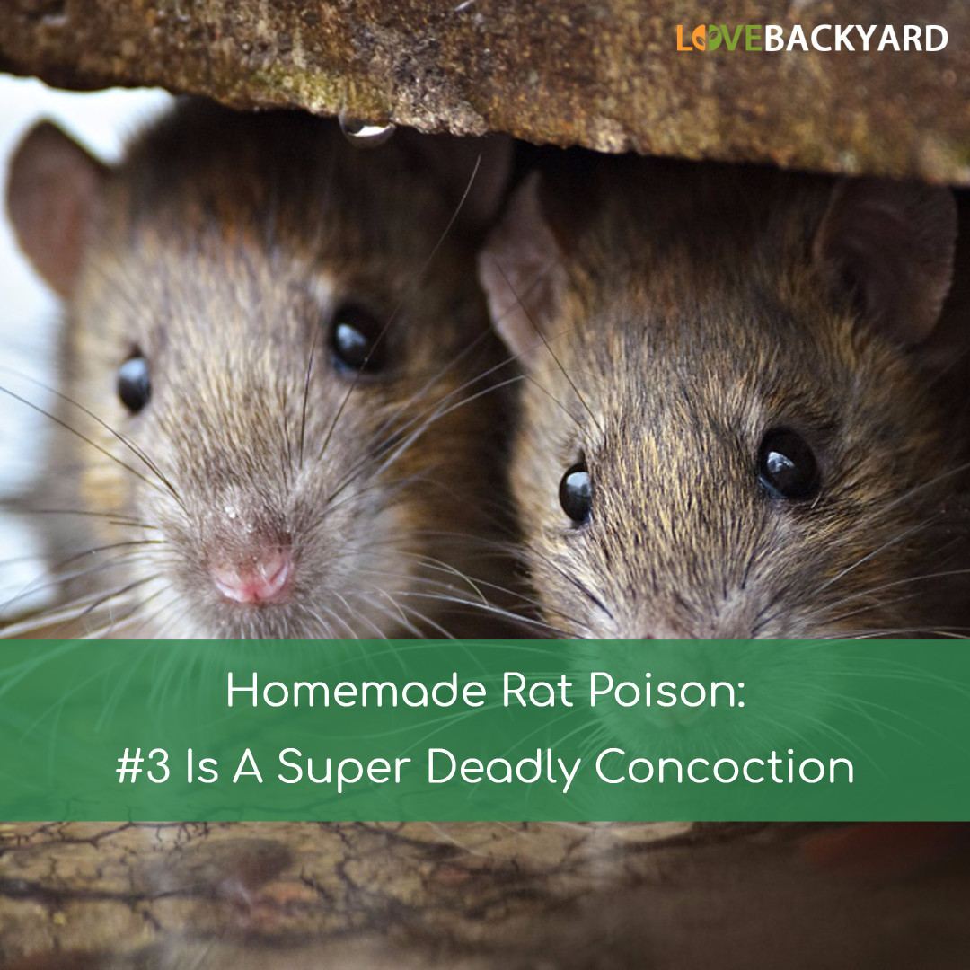 Best ideas about DIY Rat Poison
. Save or Pin Homemade Rat Poison 3 Is A Super Deadly Concoction May Now.