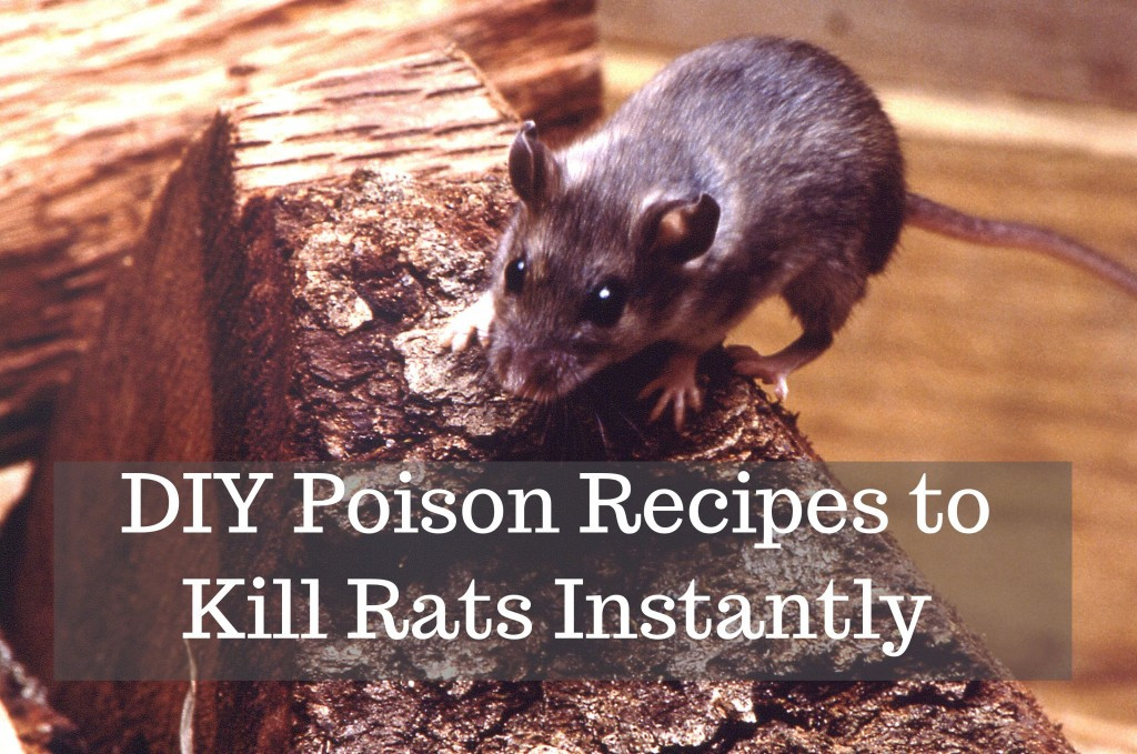 Best ideas about DIY Rat Poison
. Save or Pin How to Get Rid of Rats With Homemade Poison Now.