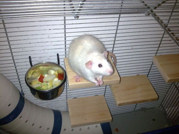 Best ideas about DIY Rat Toys
. Save or Pin 37 best images about DIY Platform and accessories Small Now.