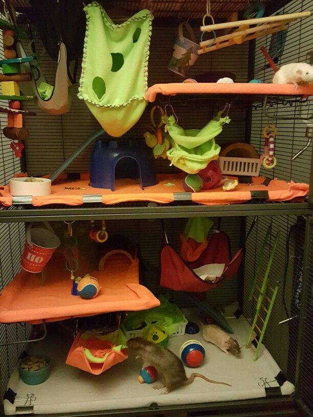 Best ideas about DIY Rat Toys
. Save or Pin DCN Double critter nation set up Antipill fleece liners Now.