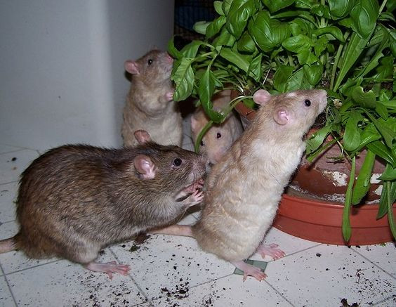 Best ideas about DIY Rat Toys
. Save or Pin Home made rat toys Gifts & crafts Pinterest Now.
