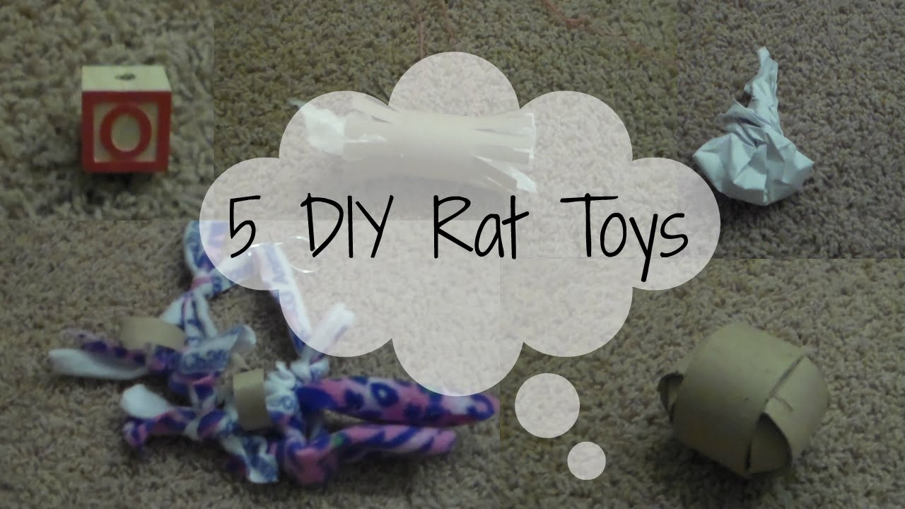 Best ideas about DIY Rat Toys
. Save or Pin 5 DIY Rat Toys Now.