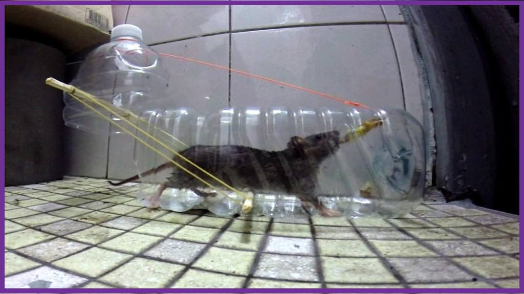 Best ideas about DIY Rat Trap
. Save or Pin Humane Plastic Bottle Rat Trap D I Y Bullseye Now.