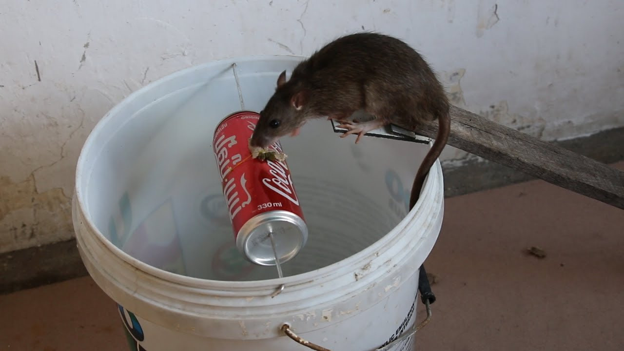 Best ideas about DIY Rat Trap
. Save or Pin Best Mouse Rat Trap Ever How To Make Bucket Mouse Trap Now.