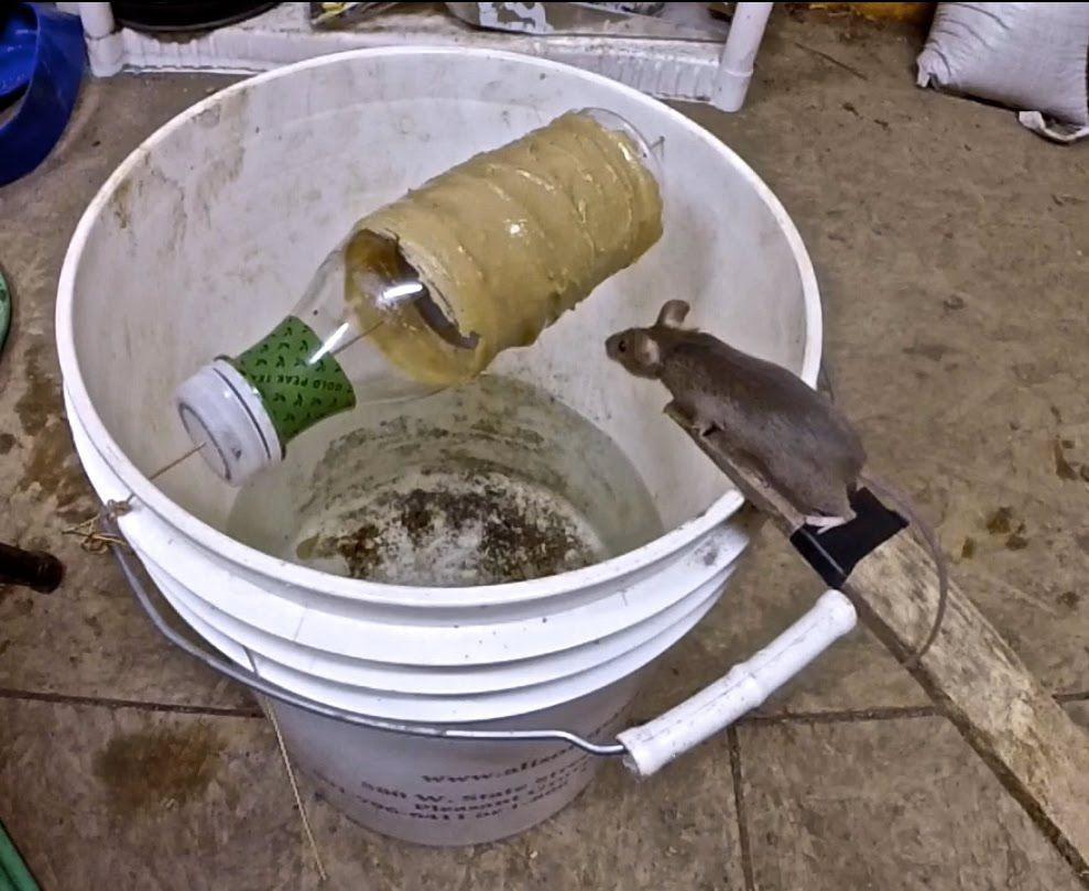 Best ideas about DIY Rat Trap
. Save or Pin Best Mouse Trap Ever So Simple PESKY PESTS Now.