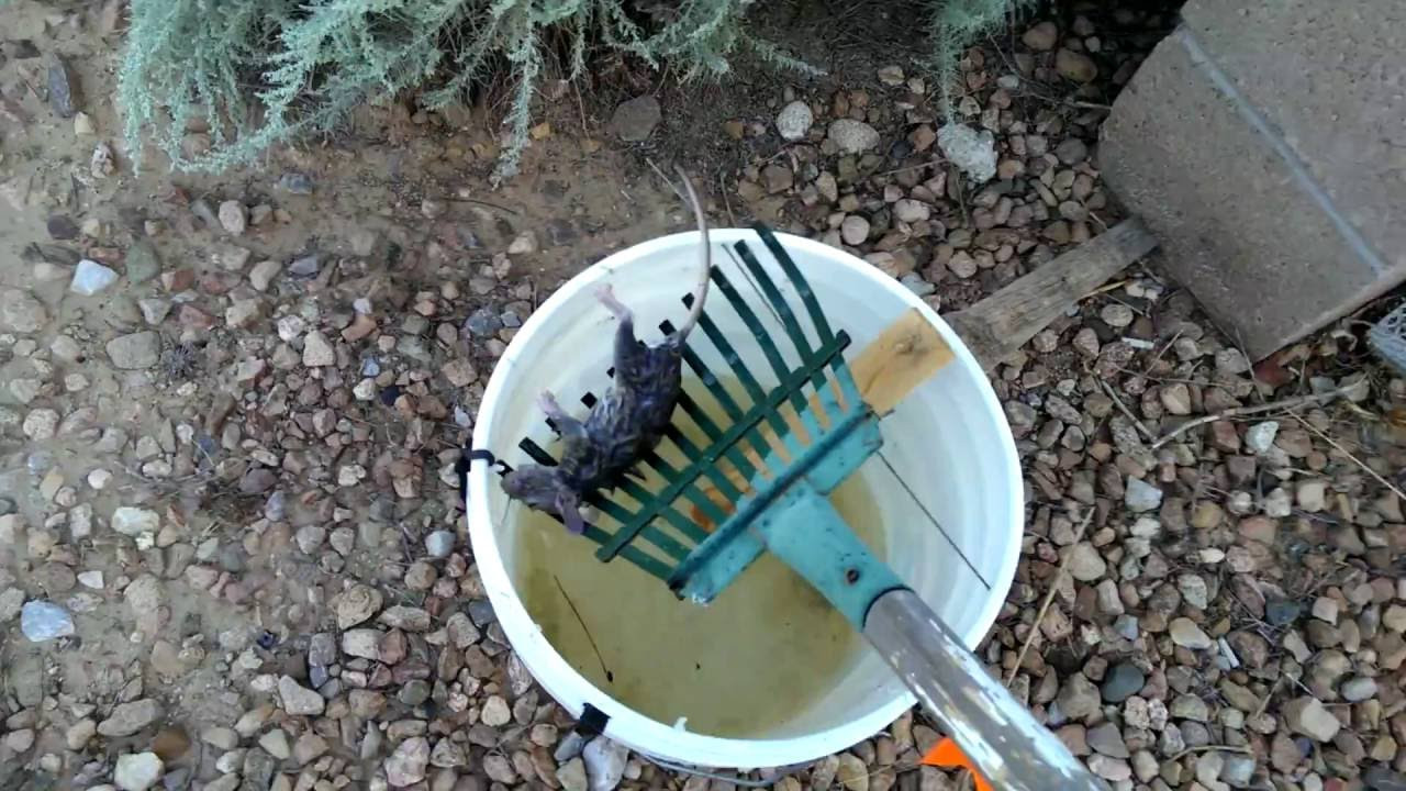 Best ideas about DIY Rat Trap
. Save or Pin Gotcha Ass 2 Mouse Rat Trap DIY Works Perfect Easy To Now.