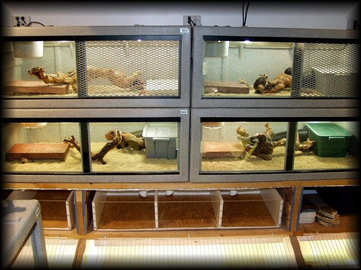 Best ideas about DIY Reptile Enclosure
. Save or Pin Diy reptile cages Petting Zoo Pinterest Now.