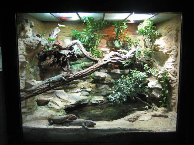 Best ideas about DIY Reptile Terrarium
. Save or Pin 33 best DIY for the Reptile Hobbyist images on Pinterest Now.